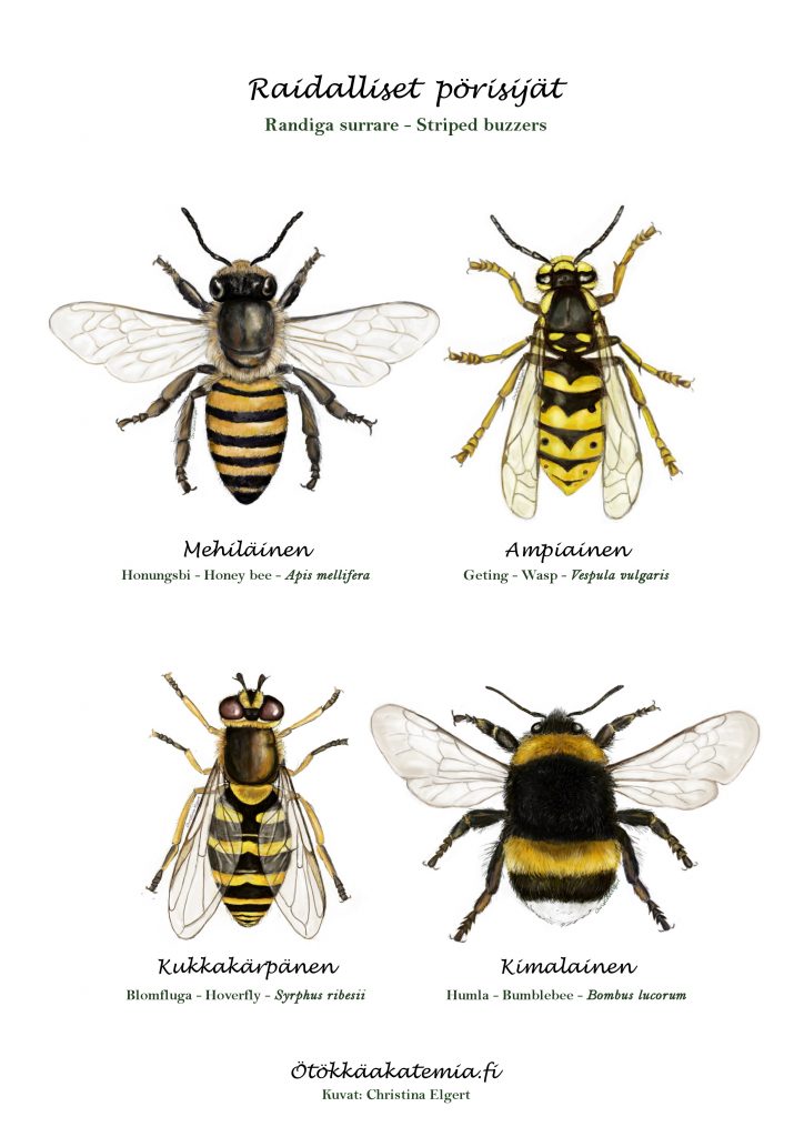 Mehiläinen, ampiainen, kukkakärpänen ja kimalainen.